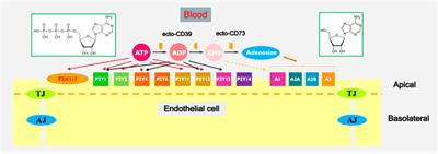 Extracellular purines in lung endothelial permeability and pulmonary diseases